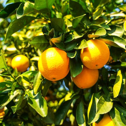 【分仓直发包邮】中粮安萃赣南脐橙礼盒5kg（特级） 商品图2