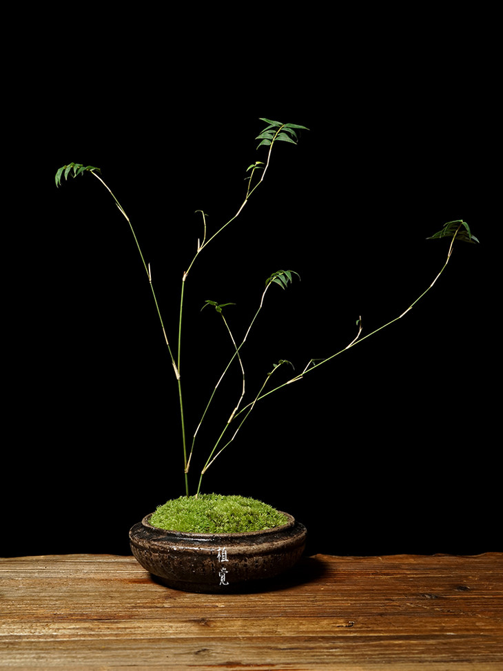 植觉 淡竹 竹子盆景盆栽