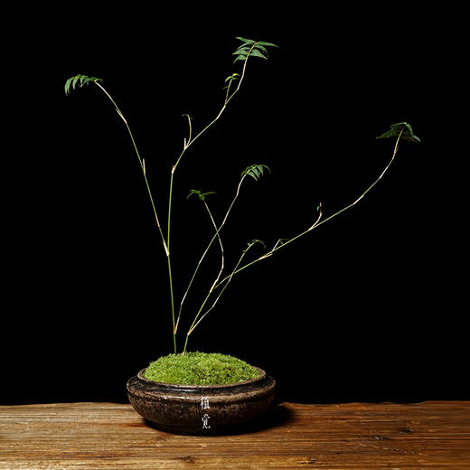 植觉 淡竹 竹子盆景盆栽