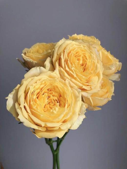 迪瑞特多头玫瑰【人鱼公主】【米兰公主】