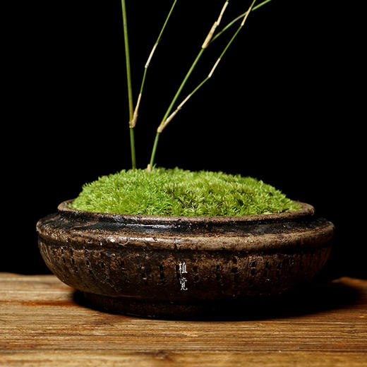 植觉 淡竹 竹子盆景盆栽