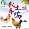 散养老母鸡【产地直发】 商品缩略图0