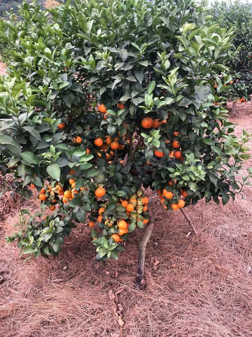 新鲜沙糖桔  5斤/份 商品图3