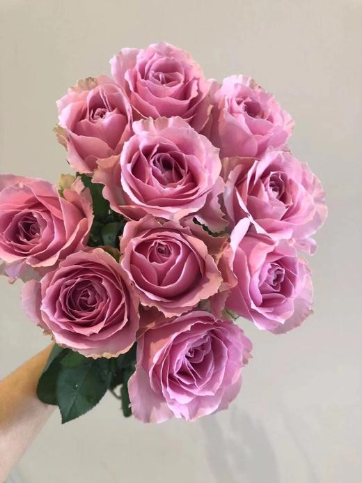 玫瑰 甜蜜雪山 基地b级