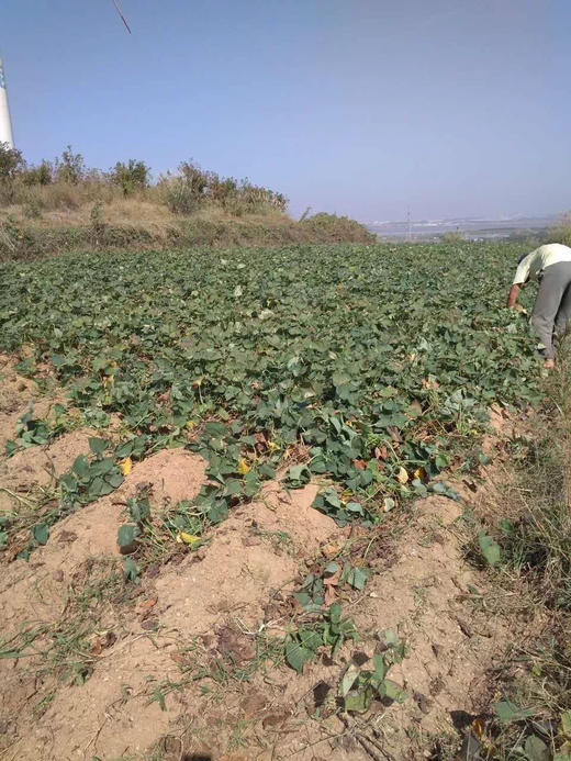 红薯（甜王1988）5斤/箱 商品图7