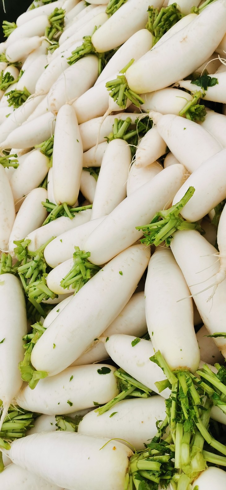 冬天里的小人参 煲汤 炖肉 泡菜萝卜条 首选白玉萝卜