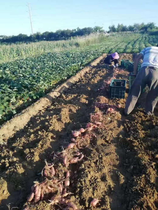 红薯（甜王1988）5斤/箱 商品图8