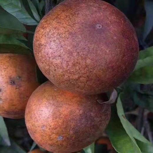 非洲乌柑 商品图1