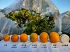 云南脆密金桔 商品缩略图3