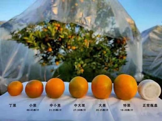 云南脆密金桔 商品图3