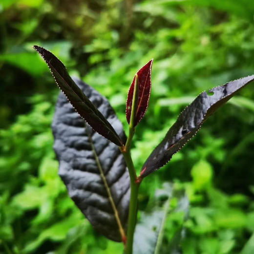湖南安化荒山野生紫茶茯砖黑茶年份:2017年净重:850克