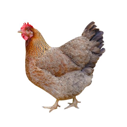 食斗清远本地鸡 220天杂粮鸡项 2.5斤以上 商品图1