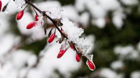  冬季逆天而行的代价，你知道吗 | 刘希彦 