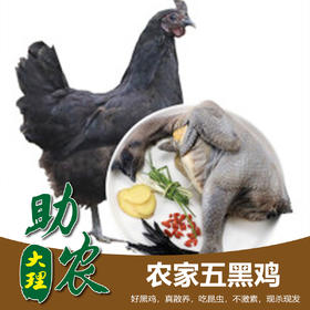 农家五黑鸡2-2.5斤