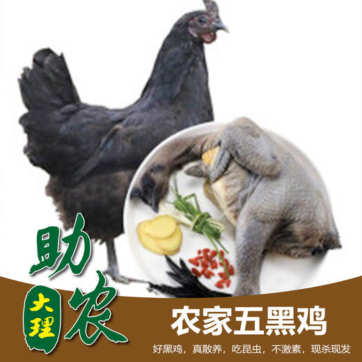 农家五黑鸡2-2.5斤 商品图0