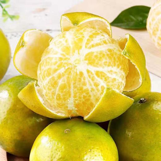 广西武鸣皇帝柑 商品图1