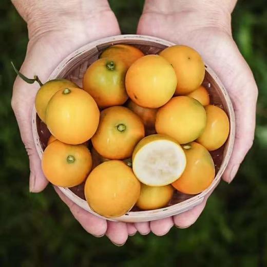 云南脆密金桔 商品图1