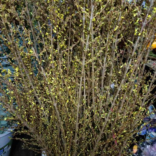 【清库存】-进口寸寸金  约10枝/扎  多规格 商品图10