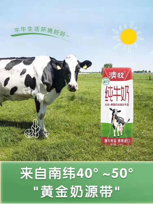 澳牧 A2-β酪蛋白纯牛奶 商品图0