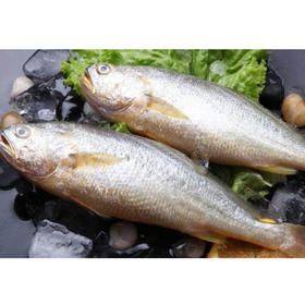 【19.9元/条】冰鲜黄花鱼1条550克左右