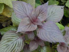 药食同源小知识——紫苏叶