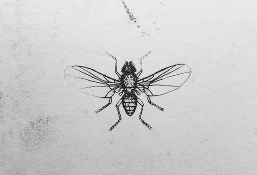 朱赢椿 版画《虫子文 5》2020 商品图2