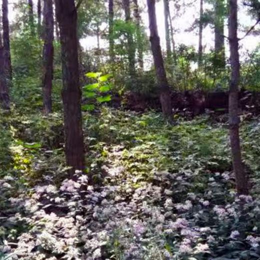 康之源休闲农场 庄园主报名 商品图8