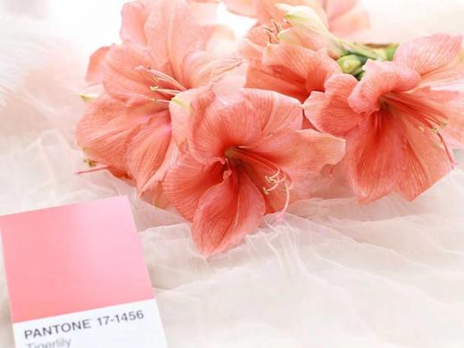 【周四团购】鲑鱼粉朱顶红39.8元 2人拼团 商品图1