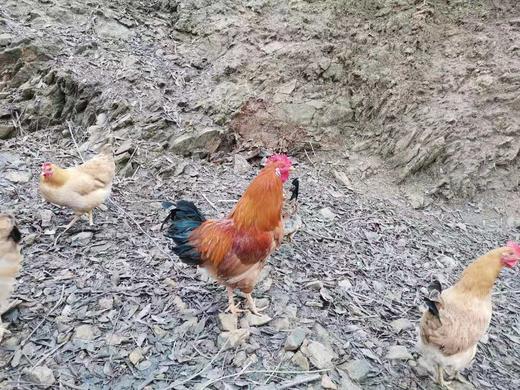 【生鲜预售】郧阳白桑关土公鸡净重2.5-2.9斤/只 商品图1