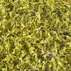 云南铁皮石斛干花礼盒60g 商品缩略图1