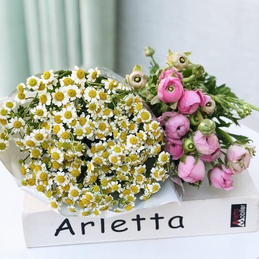 洋甘菊1扎 随机单色洋牡丹1扎