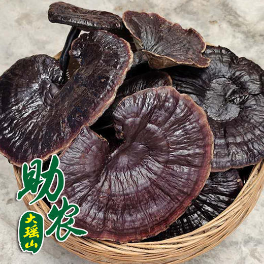 大瑶山野生灵芝1斤 商品图0