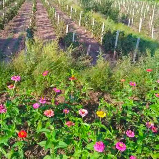 康之源休闲农场 庄园主报名 商品图7