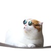 宠物眼镜猫猫用品创意潮流狗狗宠物用品新奇特搞怪猫墨镜 商品缩略图2