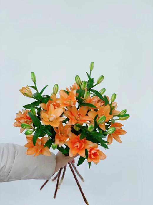 【周四秒杀】小蜜蜂金百合5枝59.8元 商品图1