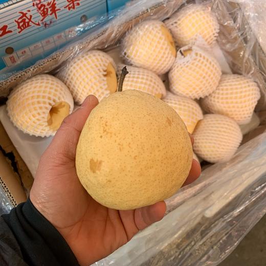 冰糖贡梨/中小果/缓解干燥/烟干咳嗽3元/个 商品图1