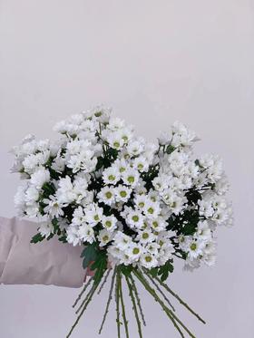 【周四团购】白色雏菊一份39.8元 2人拼团