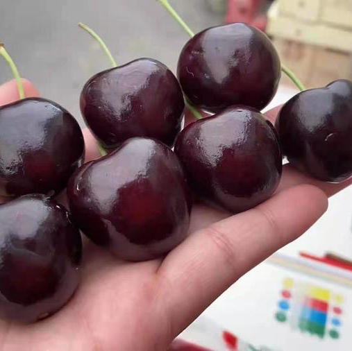 智利 奥数ALSU车厘子🍒4斤装左右/盒 3J大果 SANTINA❣高品质，热卖中💥 奥数真的是不可多得的空运好货✔个个漂亮，个个脆甜浓郁😋  无di黑车 嘎嘣脆甜 车厘子味浓郁 商品图4