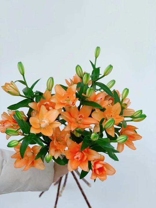 【周四秒杀】小蜜蜂金百合5枝59.8元 商品图0