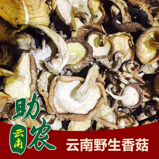 云南野生香菇1斤 商品图0