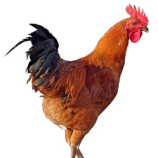 【生鲜预售】郧阳白桑关土公鸡净重2.5-2.9斤/只 商品图0