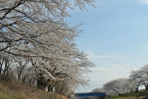 日本自然-河流 商品图8