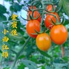 龙海金蜜佳mini小番茄 3斤装 商品缩略图5
