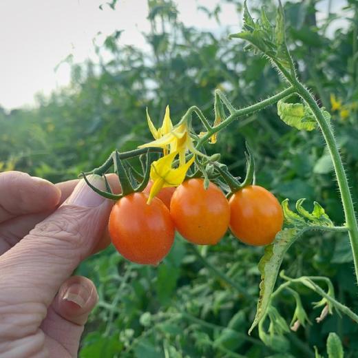 龙海金蜜佳mini小番茄 3斤装 商品图2