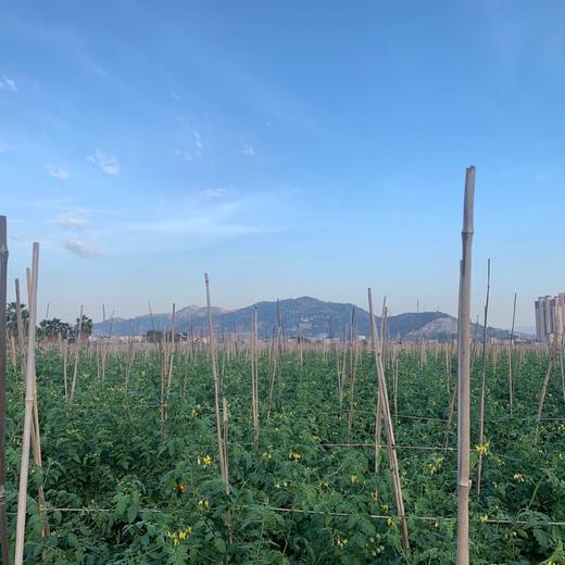 龙海金蜜佳mini小番茄 3斤装 商品图6