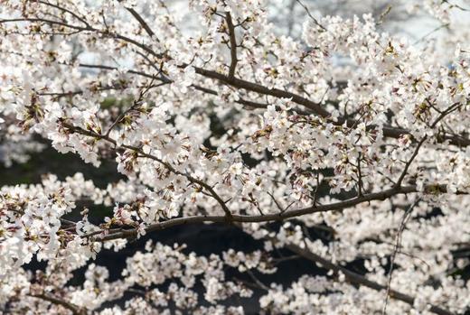 日本自然-河流 商品图7