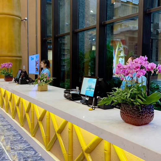 年桔蝴蝶兰喜庆新春公司企业酒店大厅前台装扮年宵盆栽开业乔迁亲友送礼 商品图1