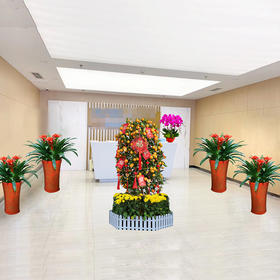 年桔蝴蝶兰一品红红掌鸿运当头喜庆新春公司企业酒店大厅前台装扮年宵盆栽开业乔迁亲友送礼