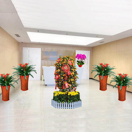 年桔蝴蝶兰一品红红掌鸿运当头喜庆新春公司企业酒店大厅前台装扮年宵盆栽开业乔迁亲友送礼 商品图0