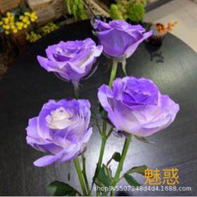 鲜花喷色剂彩喷--星乐 A 商品图6